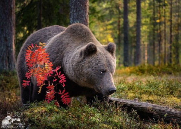 Бурый медведь в лесу