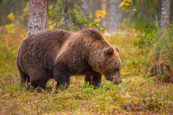 Бурый медведь осенью
