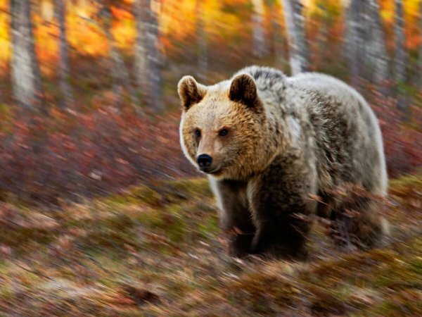 Медведь в лесу осенью