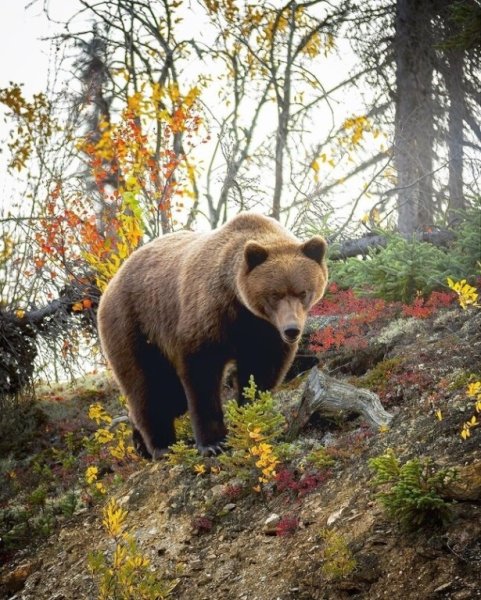 Медведь осенью
