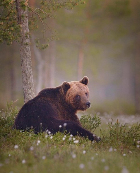 Бурый медведь – Ursus arctos l.