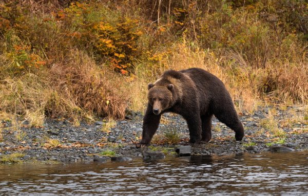 Бурый медведь осень