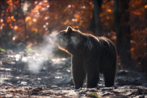 Бурый медведь осень