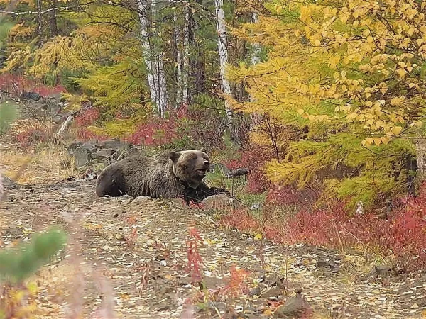 Тында Тайга