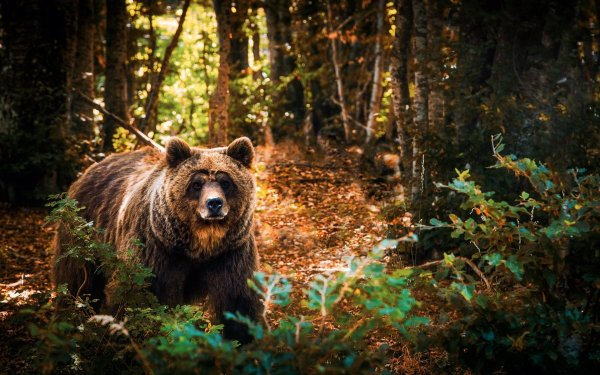 Медведь в лесу