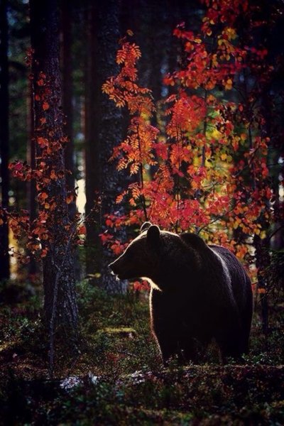 Медведь в осеннем лесу