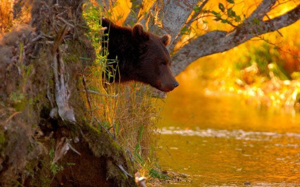 Шпиленок Камчатка