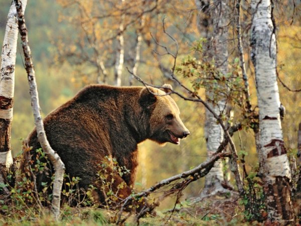 Широколиственные леса бурый медведь