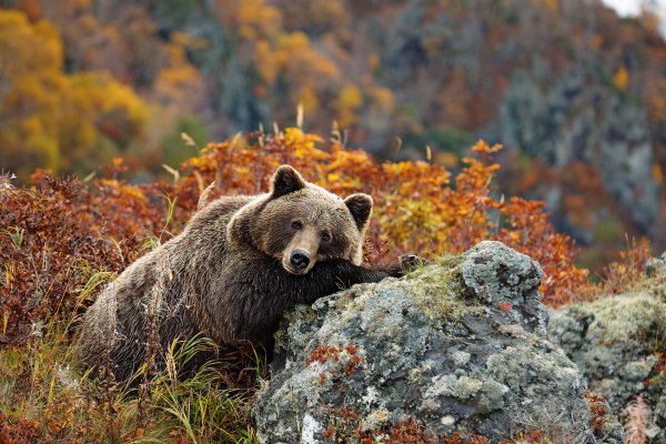 Баргузинский заповедник медведь