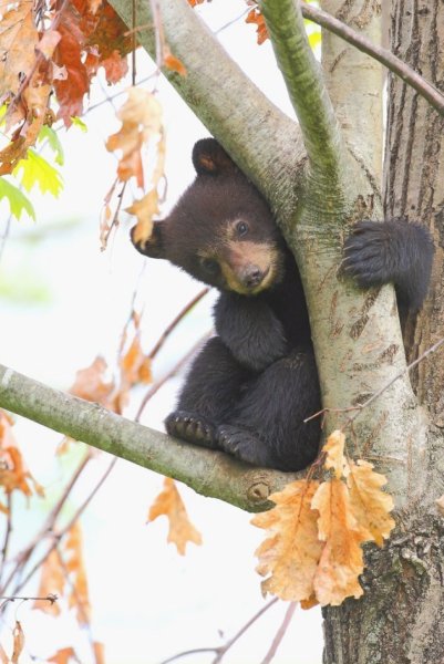 Медведь осенью