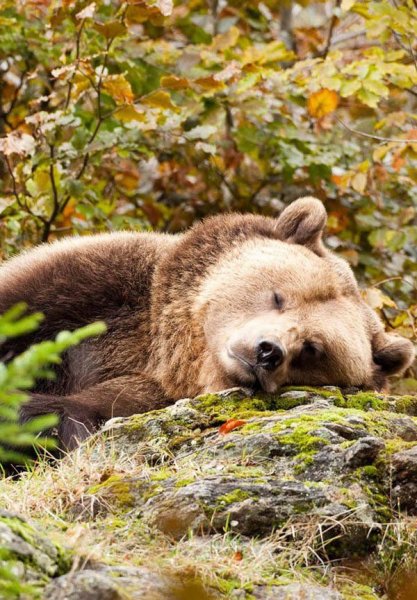 Медведь спит