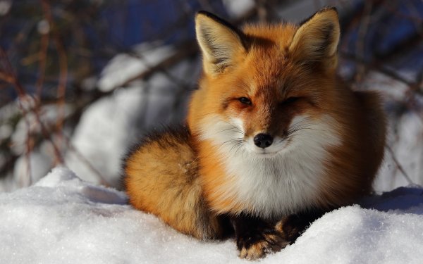 Лисичка зимой