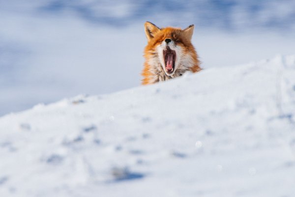 Красивая лиса в снегу