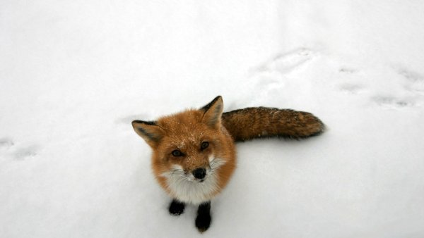 Рыжая лисица фенек и песец