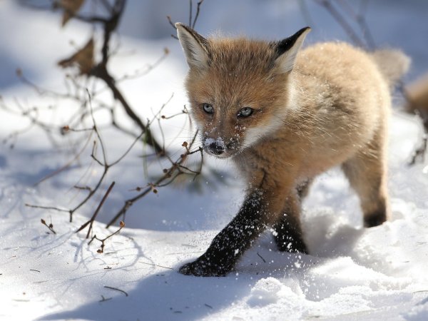 Бэйби Фокс лиса