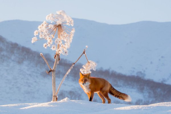 Лиса в снегу