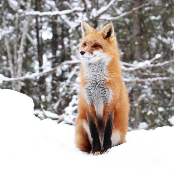 Лиса в снегу