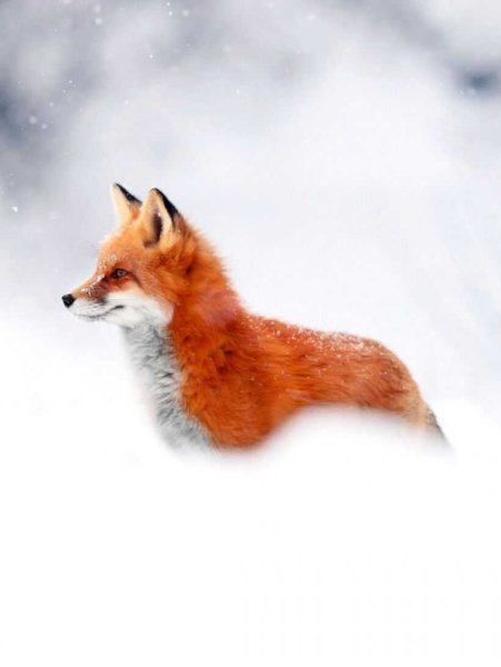Лиса в снегу
