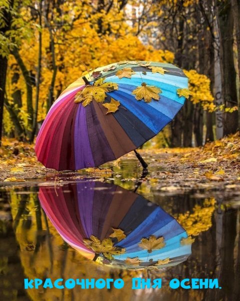 Зонтики яркие