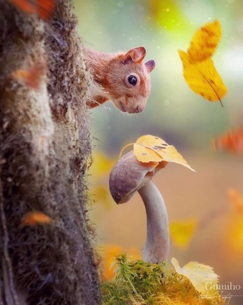 Доброе утро осень животные