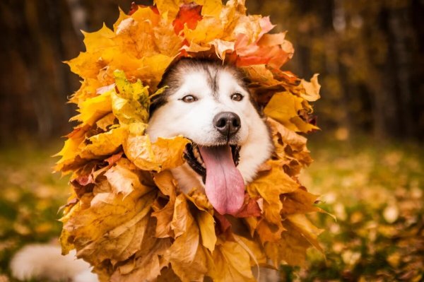 Хаски осень