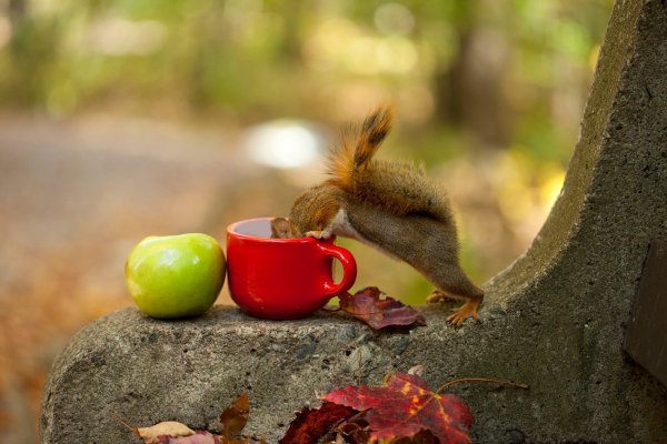 Осень утро белка