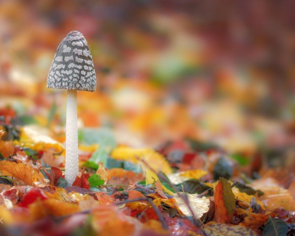 Осень креативная на рабочий стол