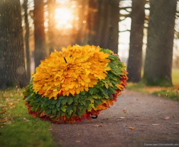 Шикарные осенние зонтики