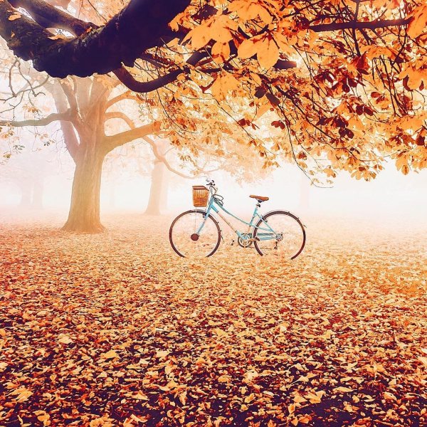 Осенний пейзаж с велосипедом