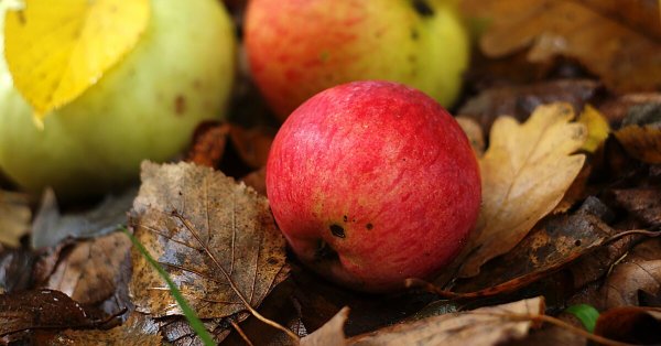 Яблоки желтые