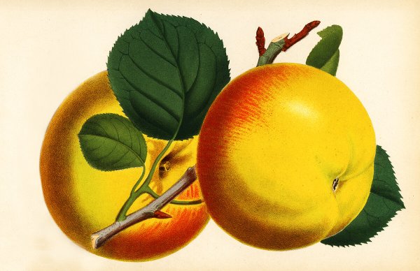 Осенние яблоки картинки для детей