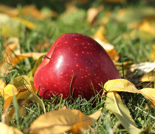 Яблоки на траве