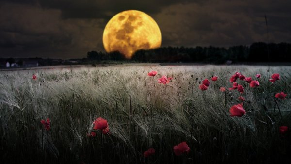 Ночное поле