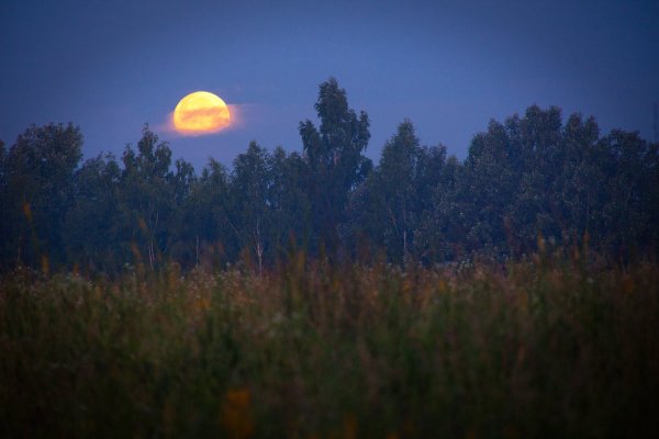 Луна над рощей