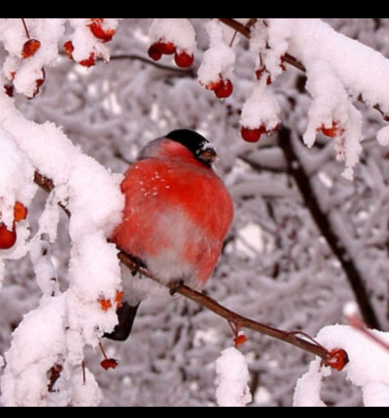 Снегири в зимнем лесу