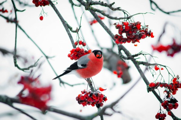 Зима рябина Снегири