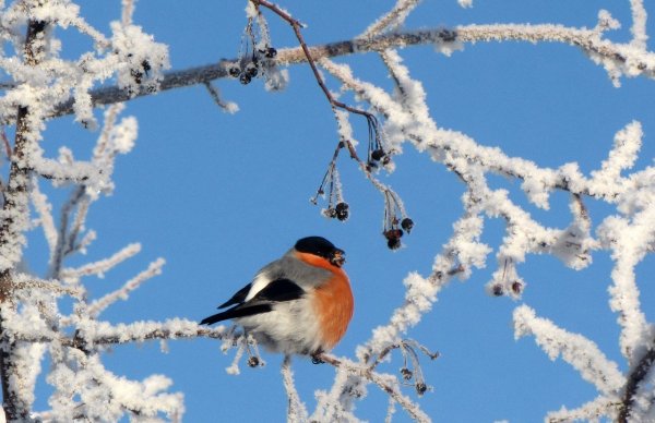 Снегири зимой