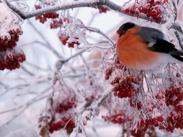 Снегирь на снежной ветке