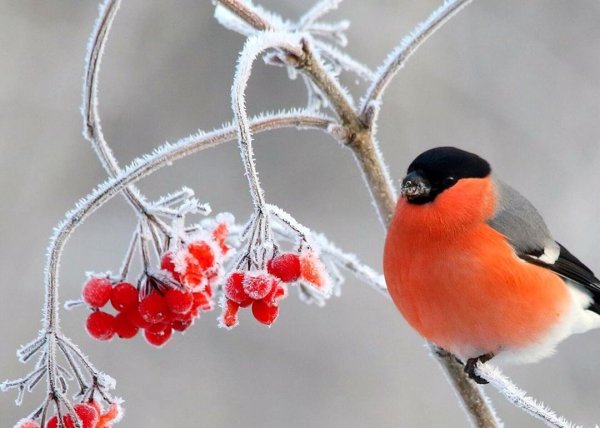 Снегири на ветке