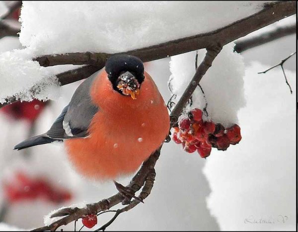Снегири рябина снег