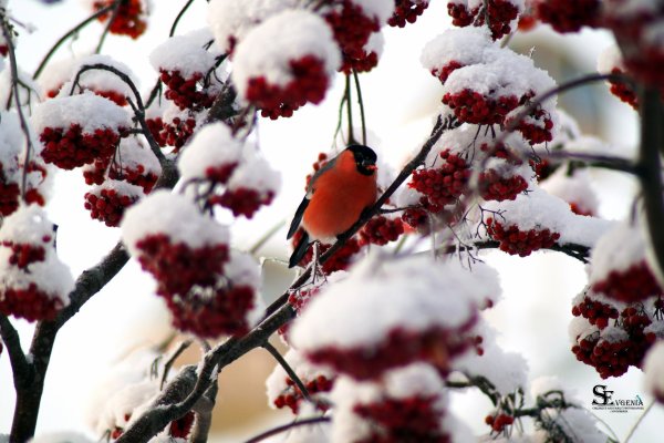 Рябина в снегу