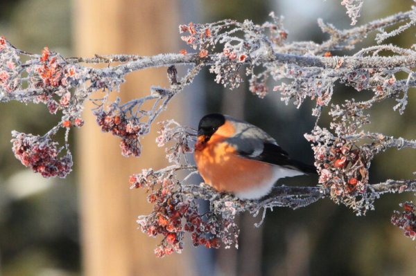Зима Снегири