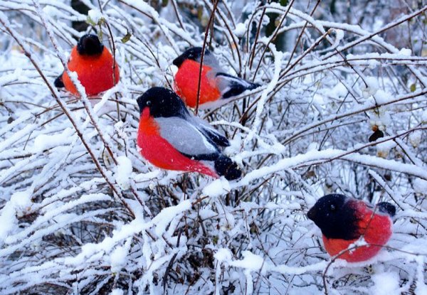 Некрасов Снегири