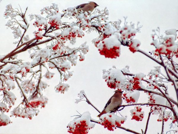 Рябина зима лес