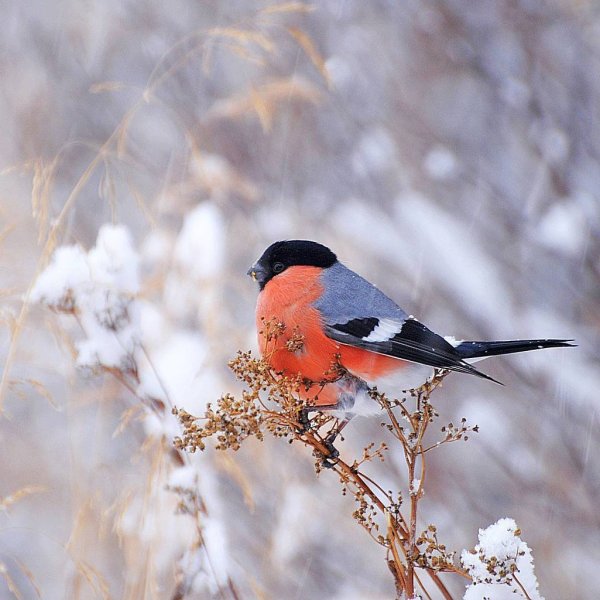 Снегири на рябине