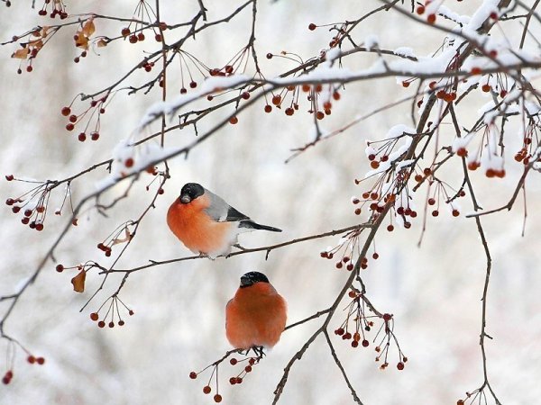 Птицы на ветке зимой
