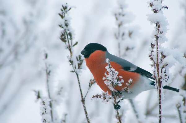 Снегири зимой на снегу