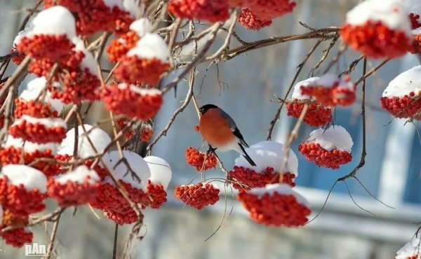 Ветка рябины зимой