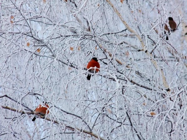 Снегири на Березе