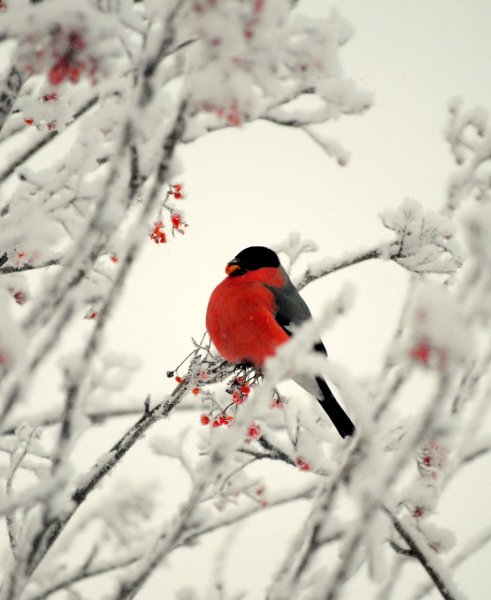 Картинки для презентации Снегири птицы